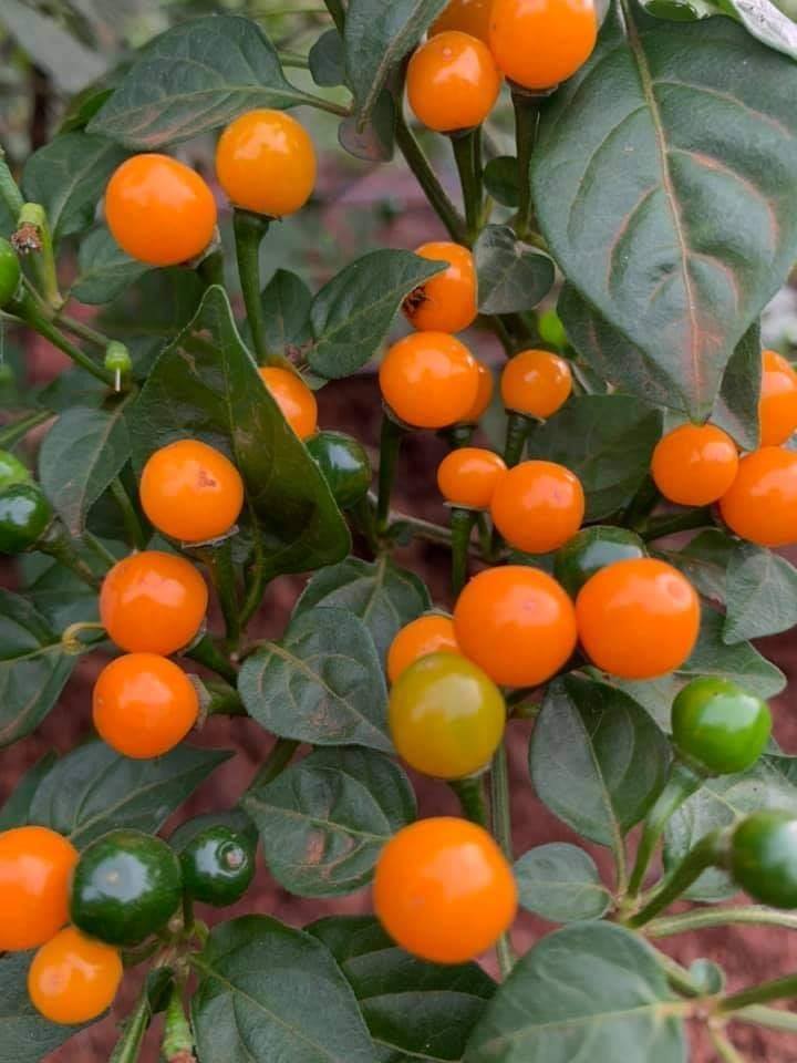 Hạt giống Ớt Peru Aji Charapita giống ớt mắc nhất thể giới