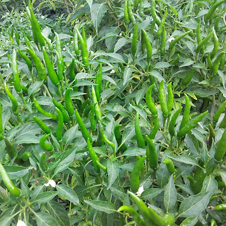 Hạt Giống Ớt Xiêm Xanh Thái Lan