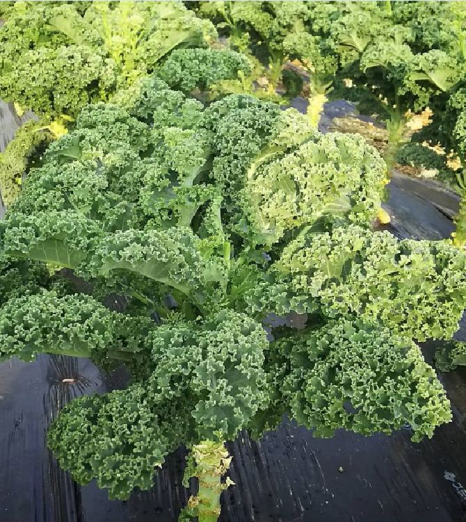 Hạt giống rau cải xoăn xanh - cải kale xanh