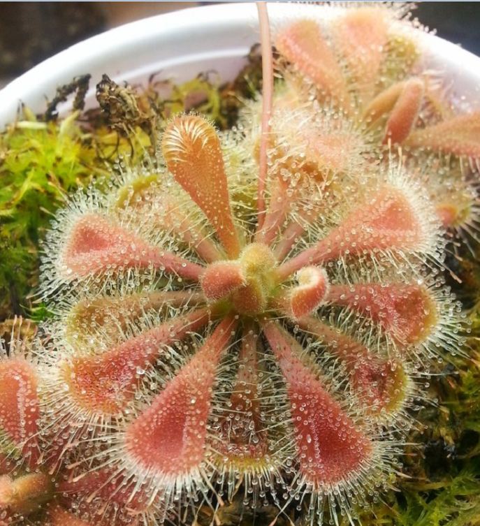 Hạt Giống Cây Bắt Mồi Gọng Vó