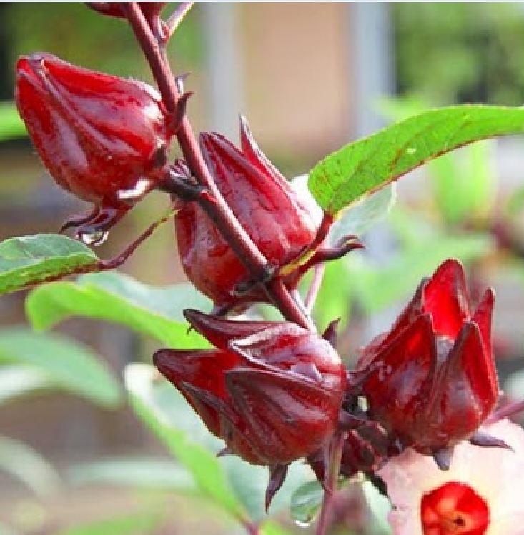 Hạt giống cây bụp giấm (atiso đỏ)