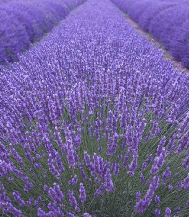 Hạt Giống Hoa Oải Hương ( Lavender)
