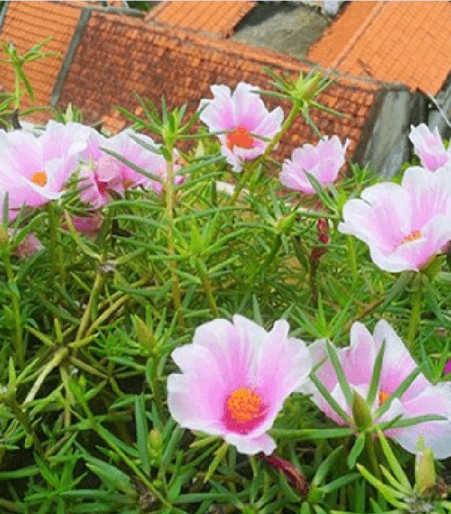 Hạt Giống Hoa Mười Giờ Mỹ Cánh Đơn
