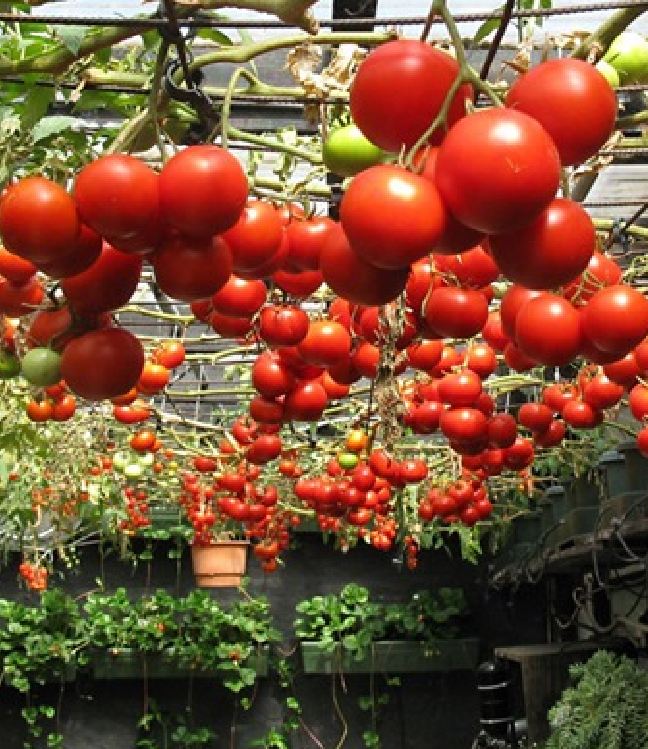 Hạt Giống Cà Chua Leo Giàn - Cà Chua Bạch Tuộc