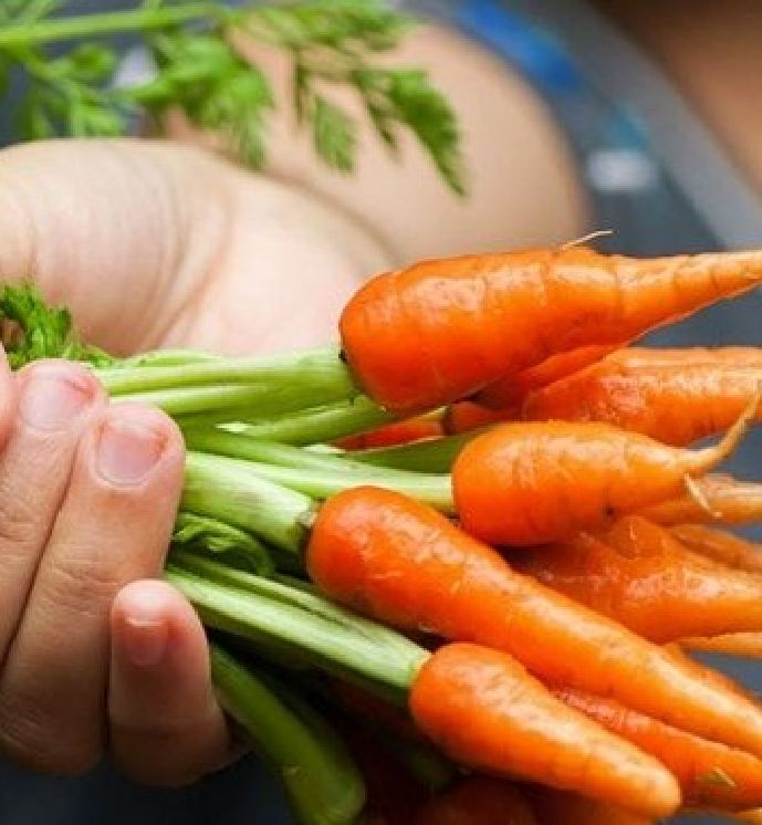 Hạt Giống Cà Rốt Tí Hon