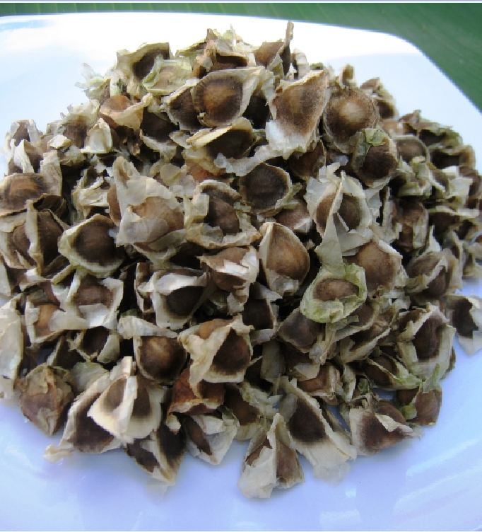 Hạt Giống Cây Chùm Ngây F1