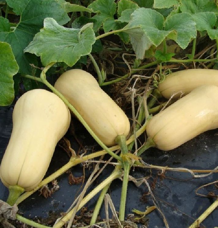 Hạt Giống Bí Ngô Mật Butter F1 Đài Loan