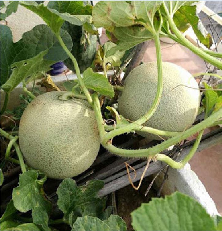 Hạt Giống Dưa Lưới Ruột Xanh F1