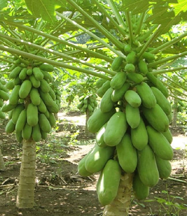Hạt Giống Đu Đủ Ruột Gấc F1