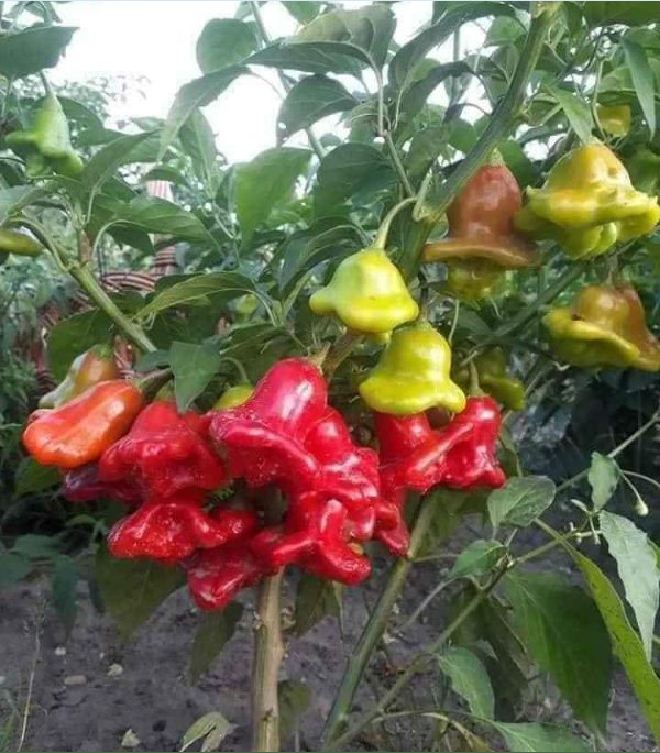 Hạt Giống Ớt Hoa Hồng