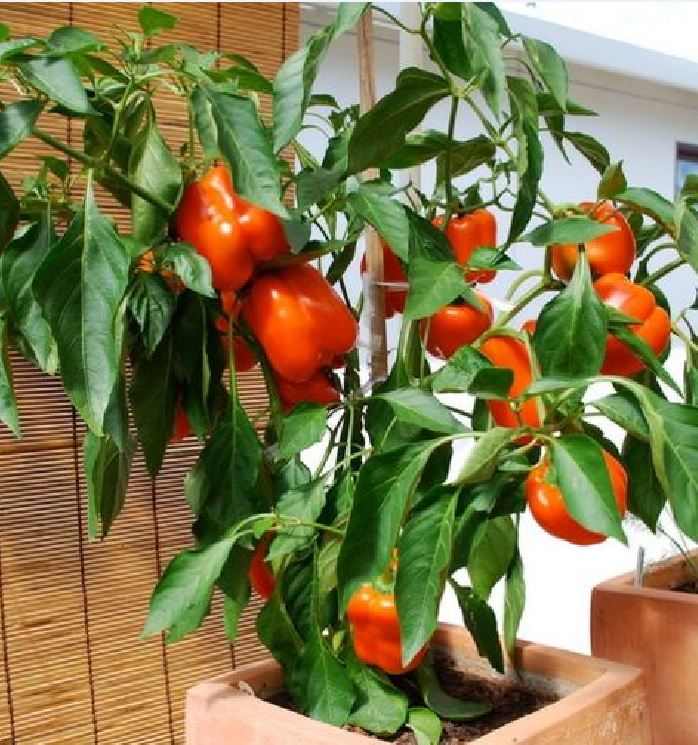 Hạt Giống Ớt Chuông Ngọt F1 Đỏ