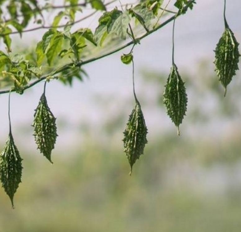 Hạt Giống Khổ Qua Rừng