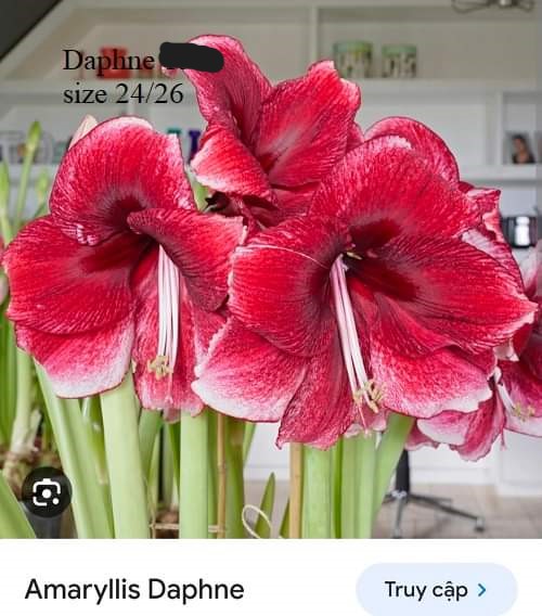 Củ hoa lan huệ cánh kép nhập khẩu - 1 củ (Tổng hợp nhiều loại cực đẹp)