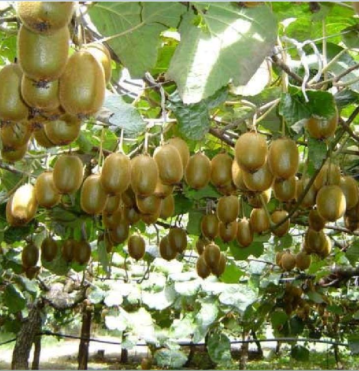 Hạt Giống Cây Ăn Trái Kiwi