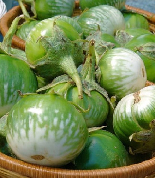 Hạt Giống Cà Dĩa Cao Sản - Cà Bát Da Ếch