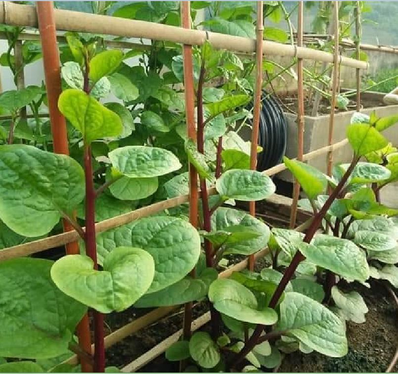 Hạt Giống Rau Mồng Tơi Tím