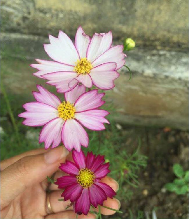 Hạt Giống Hoa Cúc Sao Nhái Mix Màu