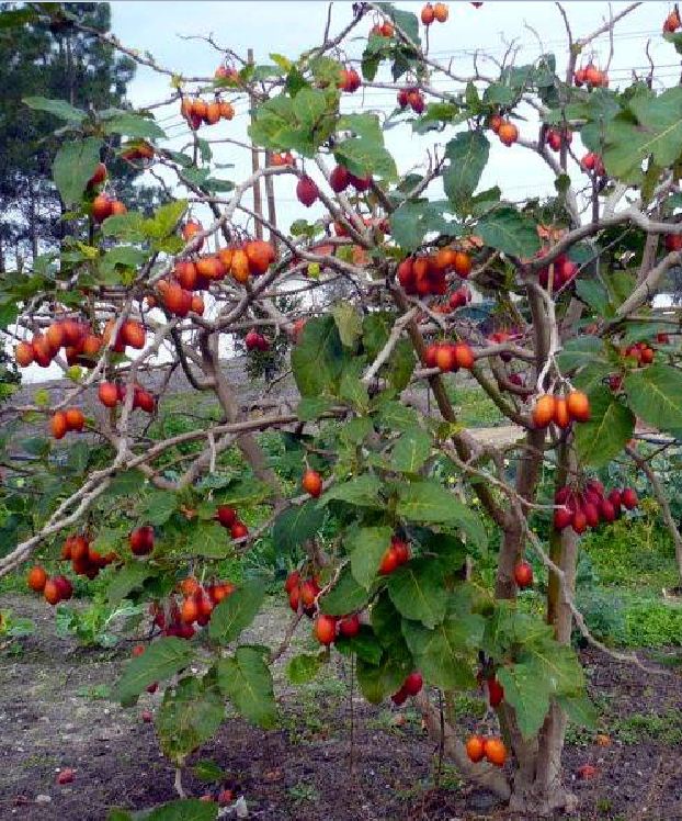 Hạt Giống Cà Chua Thân Gỗ Tamarillo Quả Đỏ