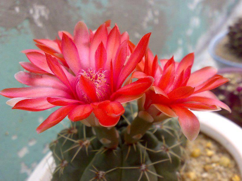Hạt Giống Hoa Xương Rồng Thân Long Mix Màu