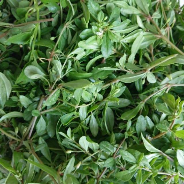 Hạt Giống Rau Đắng Đất