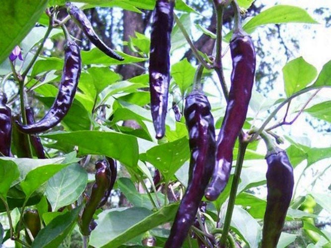 Hạt giống ớt đậu đũa tím - gói 30 hạt