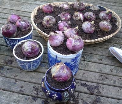 Bộ 5 Củ Giống Hoa Tiên Ông ( Hoa Dạ Lan Hương ) Mix Màu