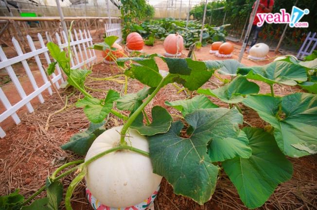 Hạt Giống Bí Ngô Khổng Lồ