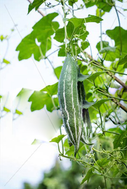 Hạt Giống Lặc Lày - Mướp Mèo