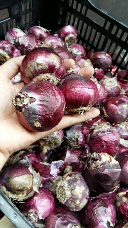 Bộ 5 Củ Giống Hoa Tiên Ông ( Hoa Dạ Lan Hương ) Mix Màu