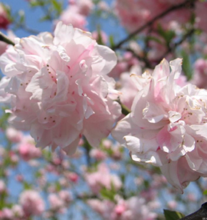 Hạt Giống Hoa Anh Đào Nhật