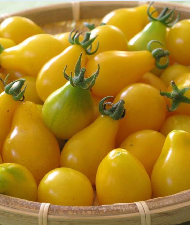 Hạt Giống Cà Chua Bi Trái Lê Vàng