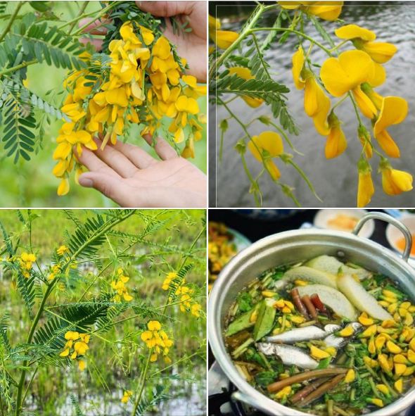 Hạt Giống Bông Điên Điển
