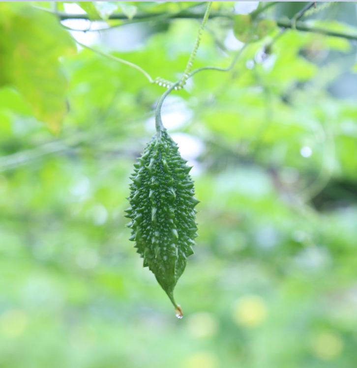 Hạt Giống Khổ Qua Rừng