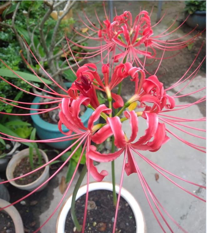 Củ giống hoa bỉ ngạn hoa đỏ