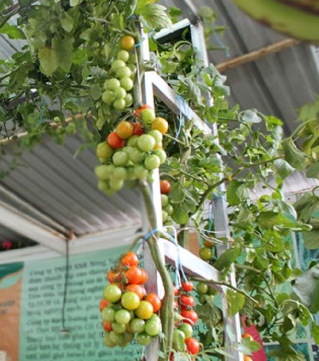 Hạt Giống Cà Chua Leo Giàn - Cà Chua Bạch Tuộc