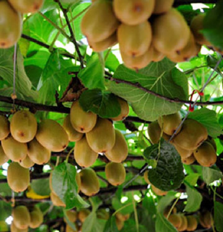 Hạt Giống Cây Ăn Trái Kiwi
