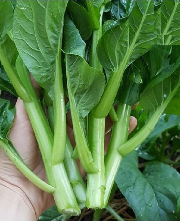 Hạt giống rau cải ngồng mập cao sảo ( cải ngọt ăn bông )
