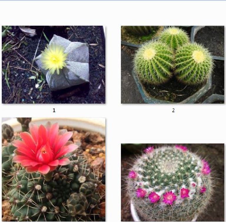 Hạt giống hoa xương rồng nhiều màu