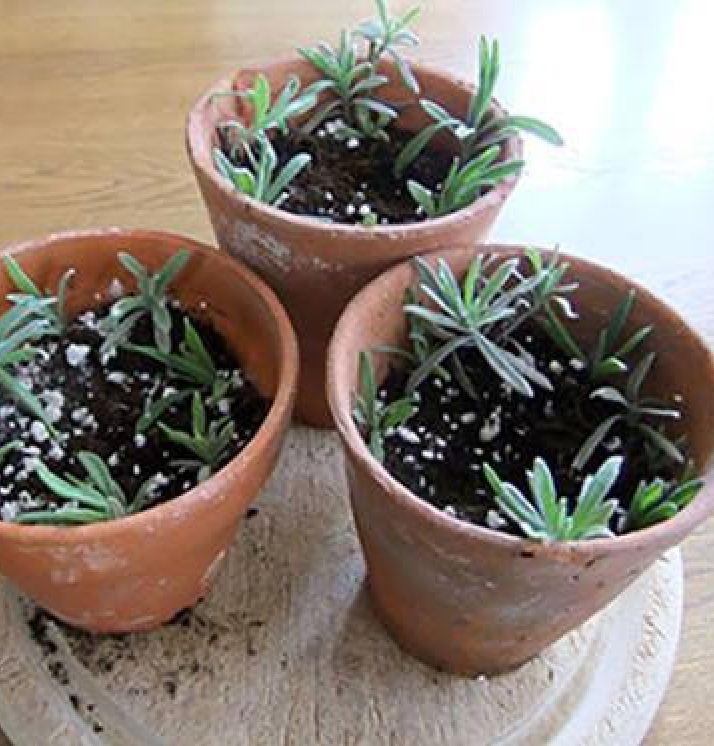 Hạt Giống Hoa Oải Hương ( Lavender)