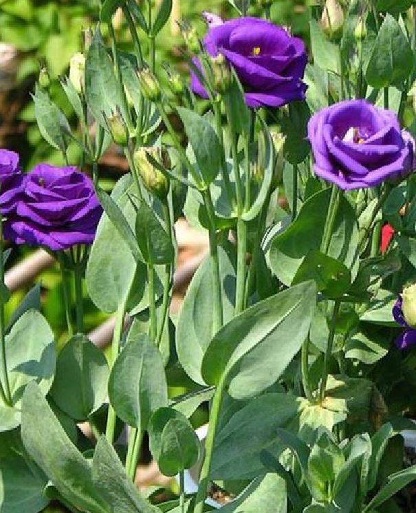 Hạt Giống Hoa Cát Tường Nhiều Màu