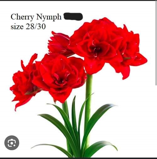 Củ hoa lan huệ cánh kép nhập khẩu - 1 củ (Tổng hợp nhiều loại cực đẹp)