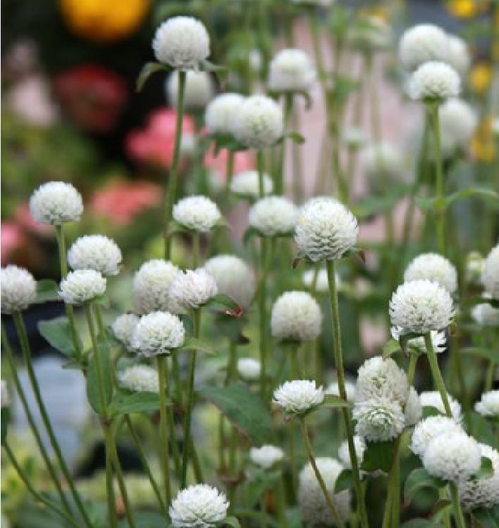 Hạt Giống Hoa Cúc Bách Nhật Trắng