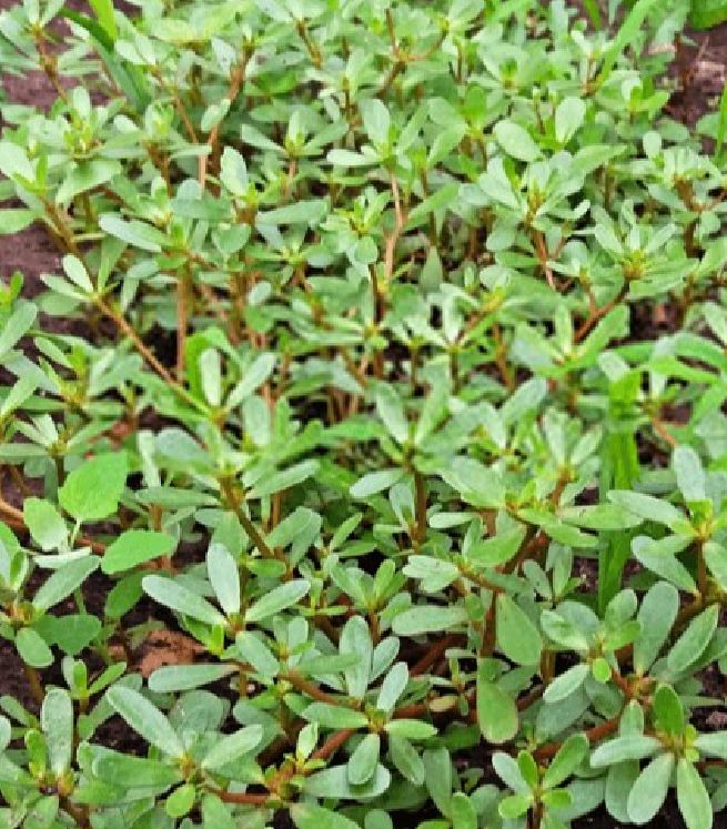 Hạt giống rau sam đất