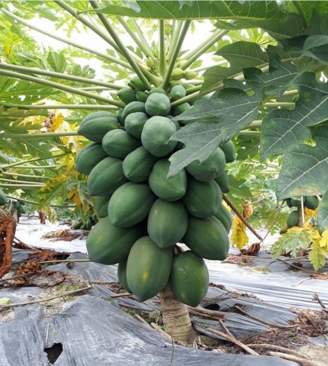 Hạt Giống Đu Đủ Ruột Gấc F1