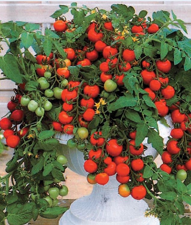 Hạt Giống Cà Chua Bi Lùn F1 Quả Đỏ