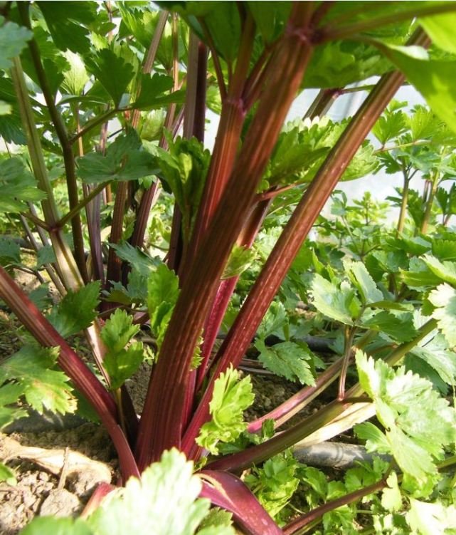 Hạt Giống Rau Cần Tây Đỏ - Gói 0.5gram