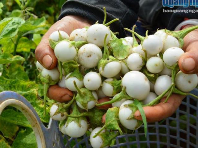 Hạt Giống Cà Pháo Trắng Cao Sản