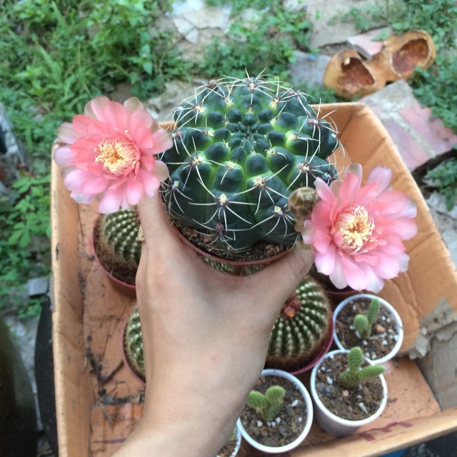 Hạt Giống Hoa Xương Rồng Thân Long Mix Màu