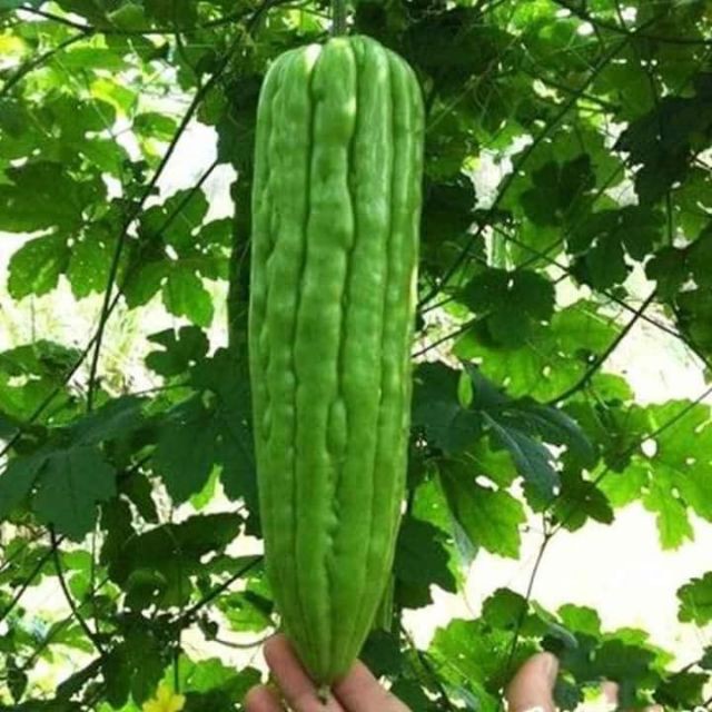 Hạt Giống Khổ Qua Khổng Lồ