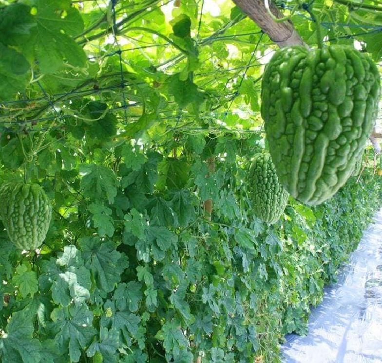 Hạt Giống Khổ Qua Trái Tim F1